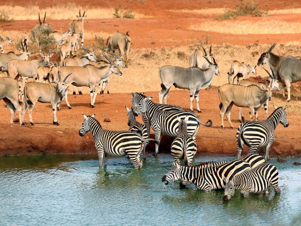 Tours, Travels and Safaris in Kenya 
 - Tsavo National Park