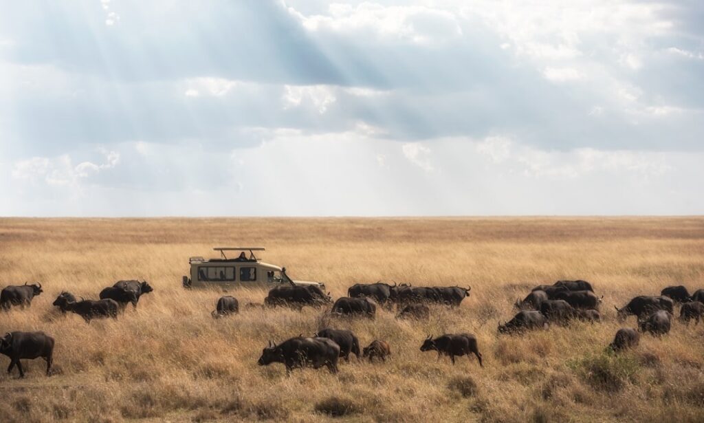 Tsavo National Parks