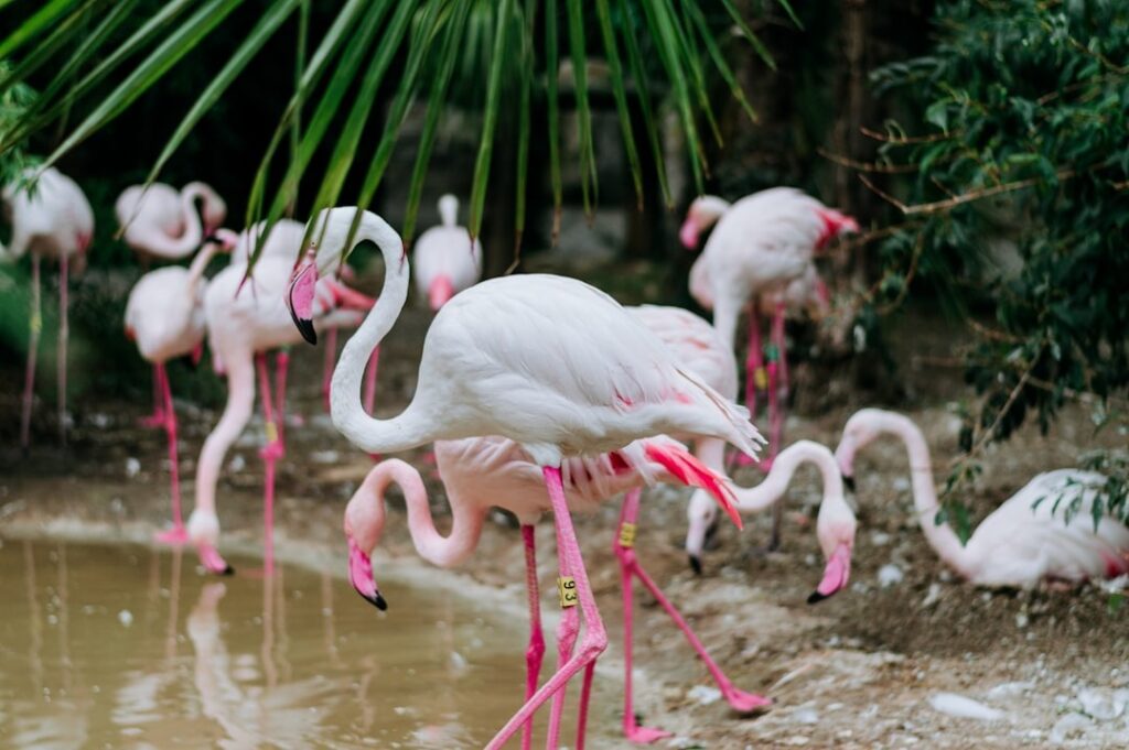 Lake Nakuru National Park