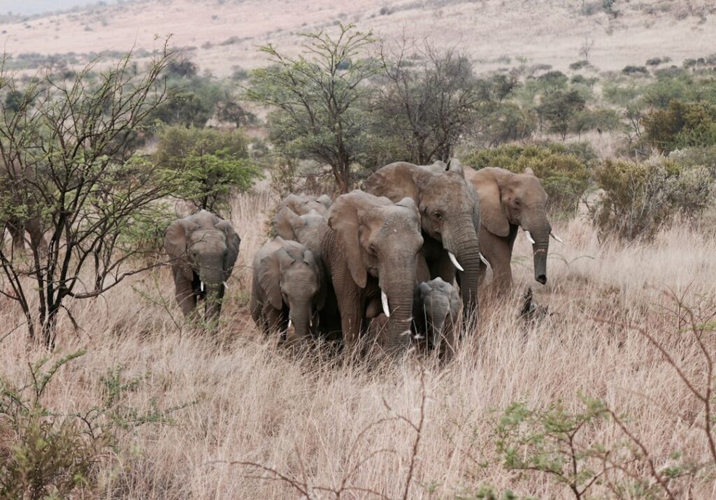 Magical Kenya