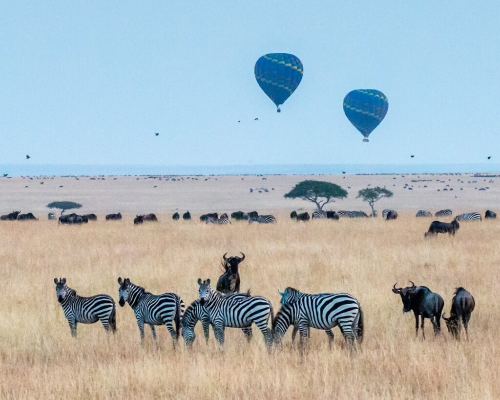 Tours, Travels and Safaris in Kenya 
 - Maasai Mara