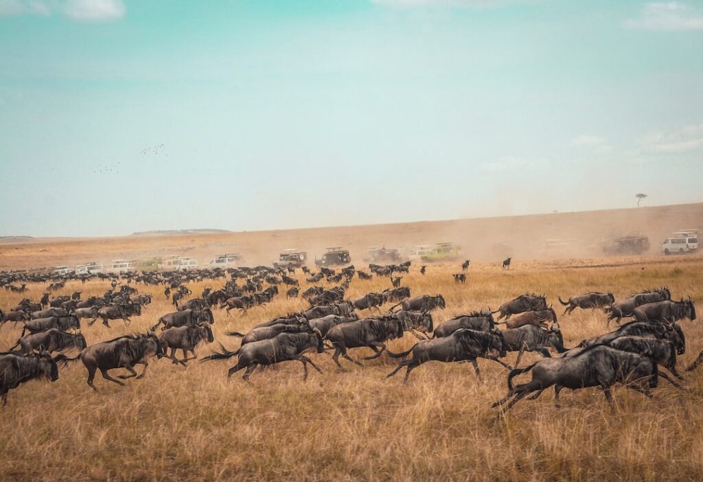 Wildebeest Migration