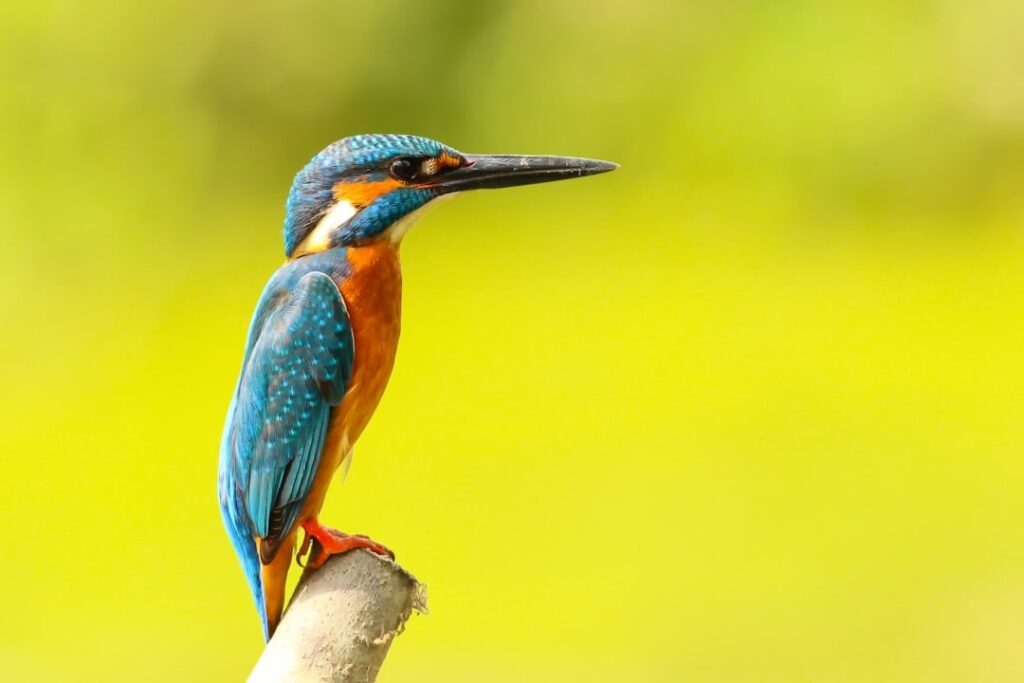 Birds watching