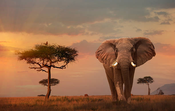 Magical Kenya