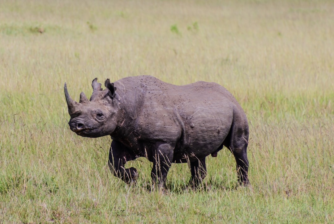 Black Rhinoceros
