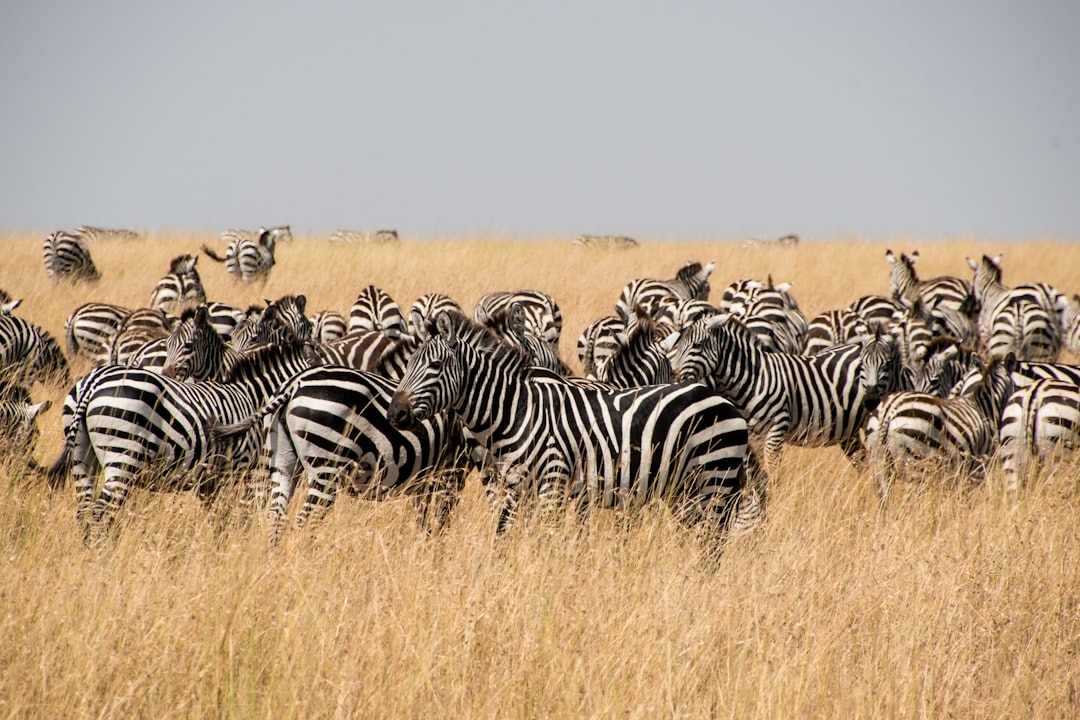 Nairobi National Park