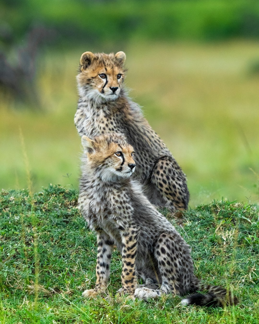 Nairobi National Park