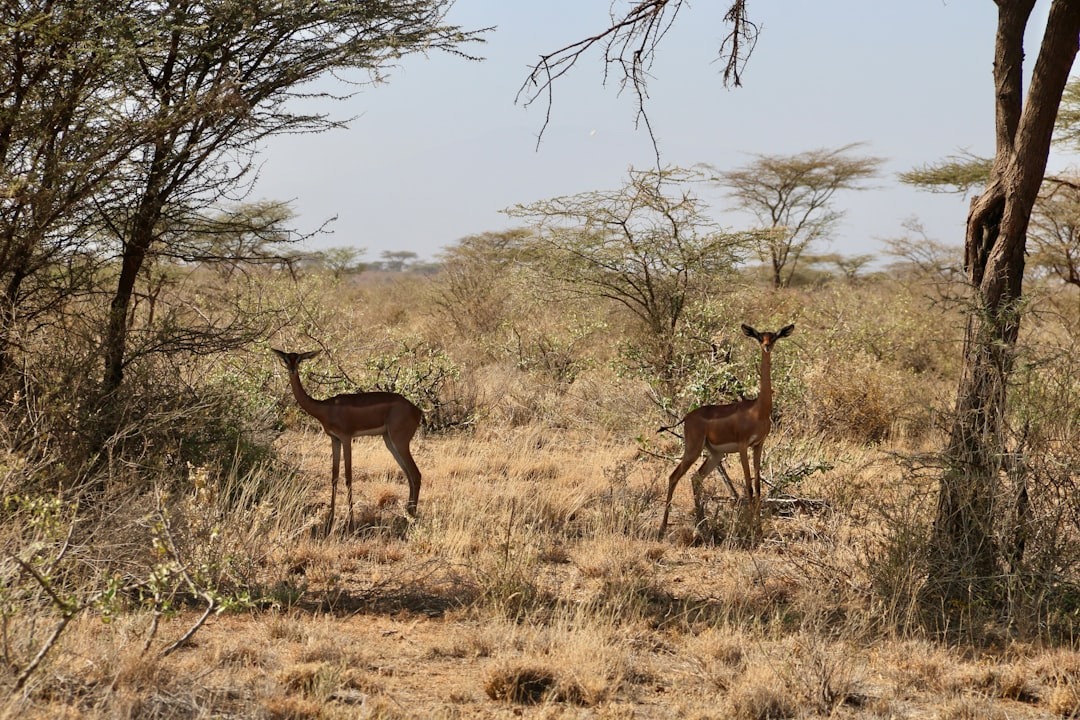 Samburu national park