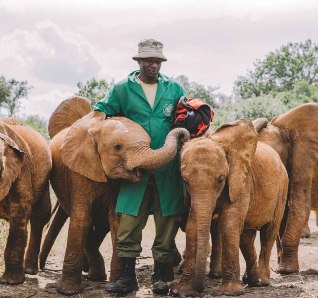 sheldrick wildlife trust